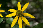 Cutleaf coneflower